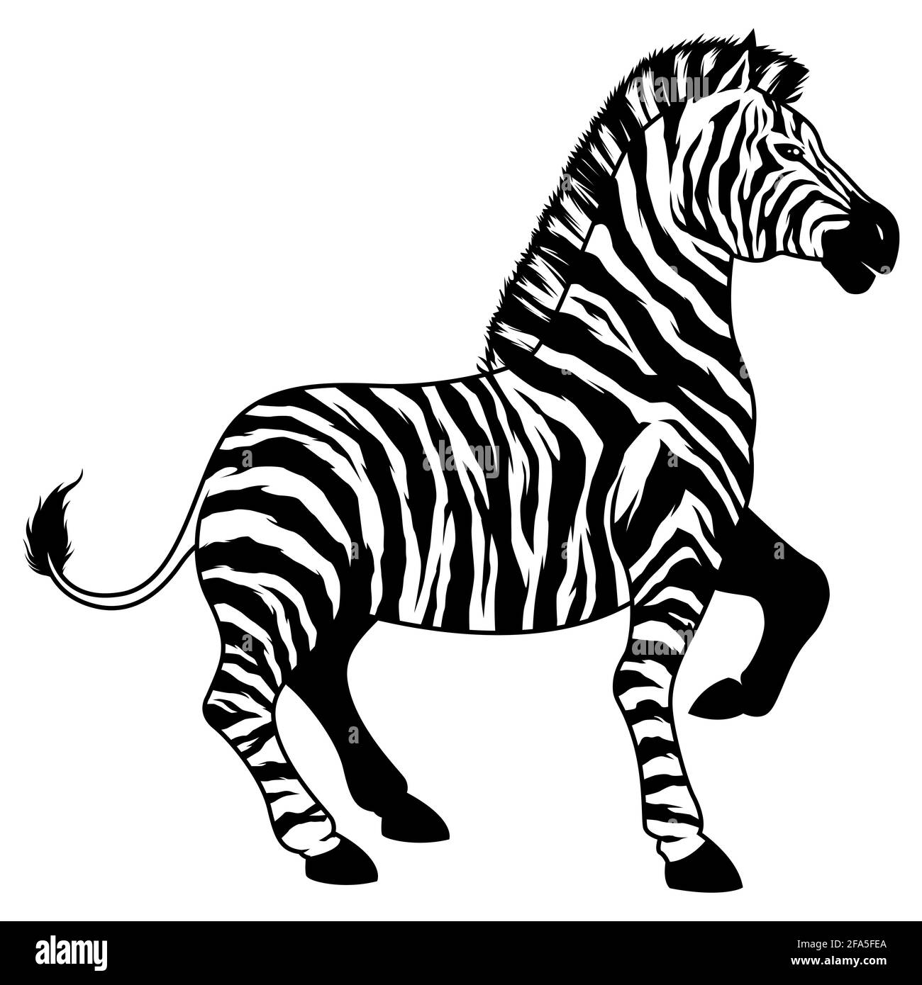 Zebra on White Stock Vector
