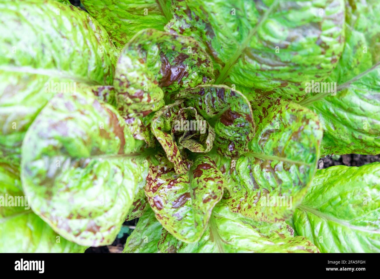 Spotted romaine hires stock photography and images Alamy