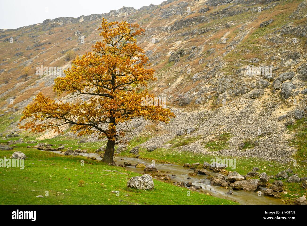 autumn landscape of single tree in the hills Stock Photo