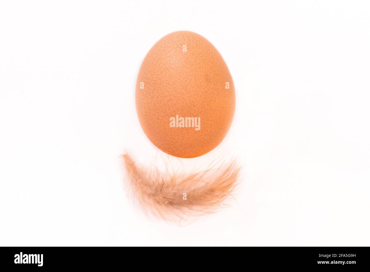 Brown chicken egg and small fluffy feather of chicken on white background, isolated. Stock Photo
