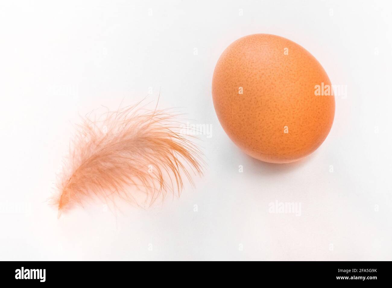 Brown chicken egg and small fluffy feather of chicken on white background, isolated. Stock Photo