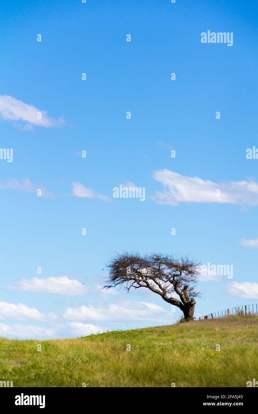 One Tree on field whit blue sky Stock Photo - Alamy