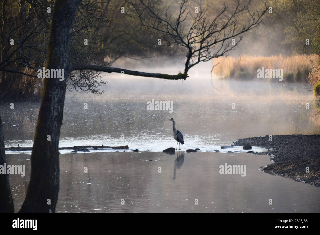 Early morning mist in the reeds of the River Rothay (the Red One in old norse) flowing from Rydal water, a Heron takes its chances of catching a fish. Stock Photo