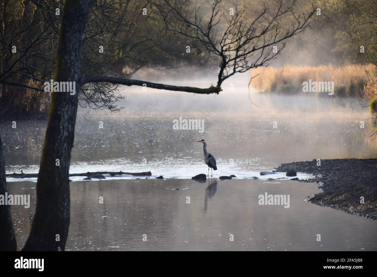 River Rothay Fishing Early morning mist in the reeds of the River Rothay (the Red One in old ...