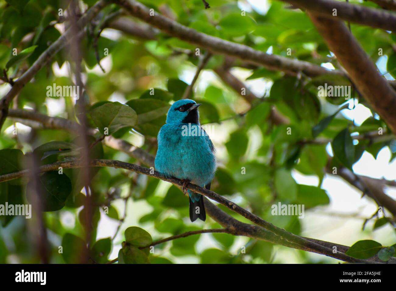 Blue bird known as Red-legged Honeycreeper. In brazil it's called 'sairá beija-flor' Stock Photo