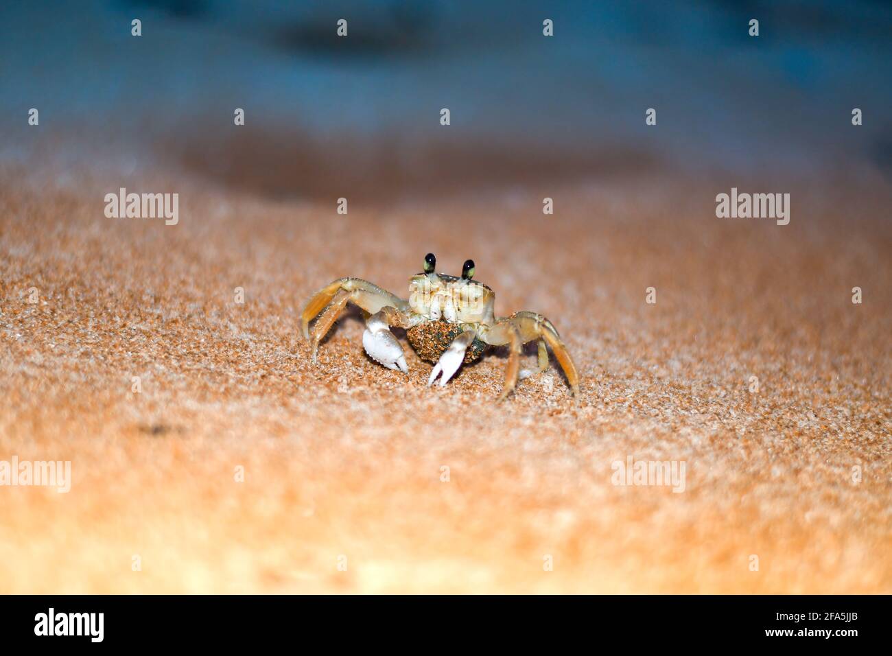 Ghost Crab with a cluster of eggs. Yellow sand on the beach at night. Brazilian 'guruça' crab. Stock Photo