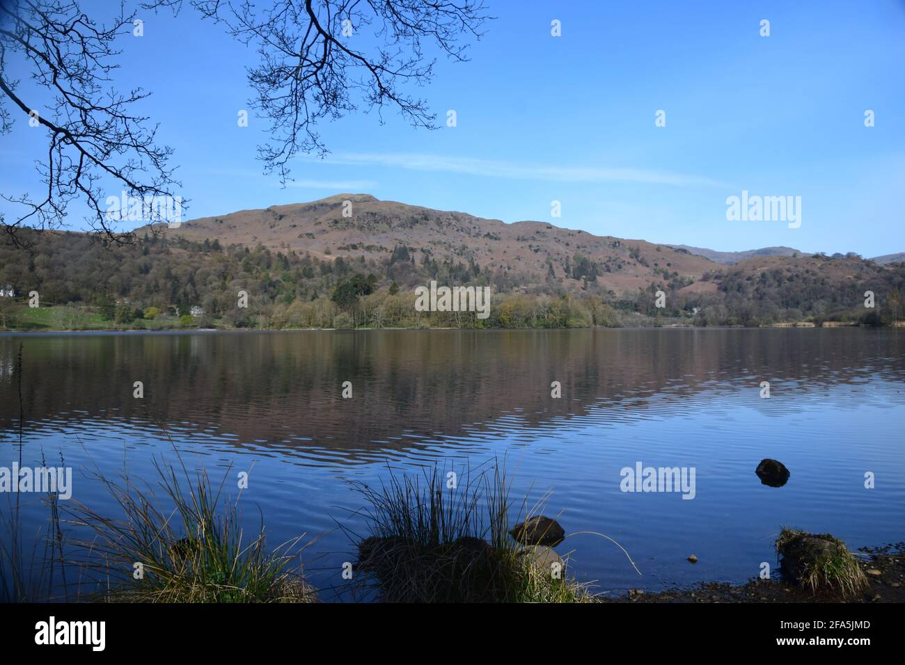 Beautiful spring morning scene looking across Grasmere lake taking in Grasmere island the high overlook point of Silver How reflecting on its surface. Stock Photo