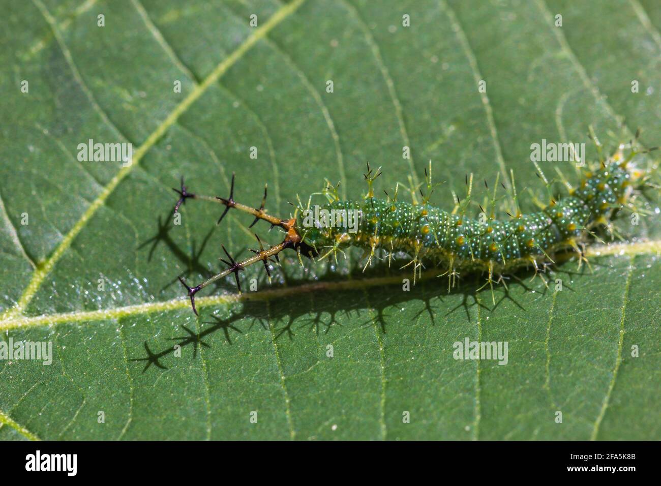 Closeup shot of a shaggy caterpillar on a leaf Stock Photo - Alamy