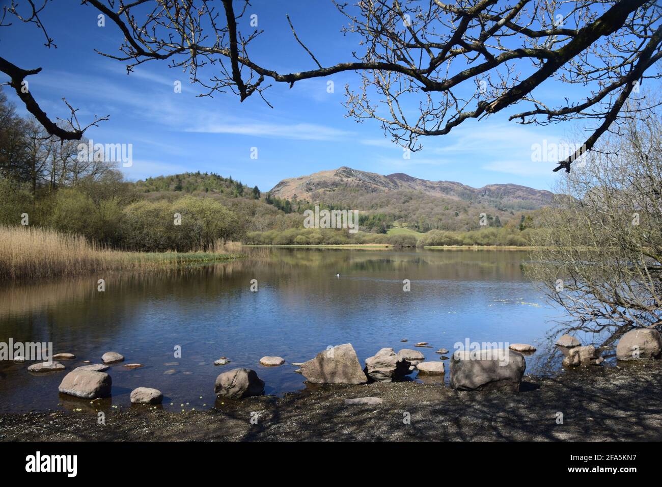 Situated in the Valley of great Langdale and surrounded by the inspirational Langdale pikes lies the beautiful Elterwater, in old norse, swan lake. Stock Photo