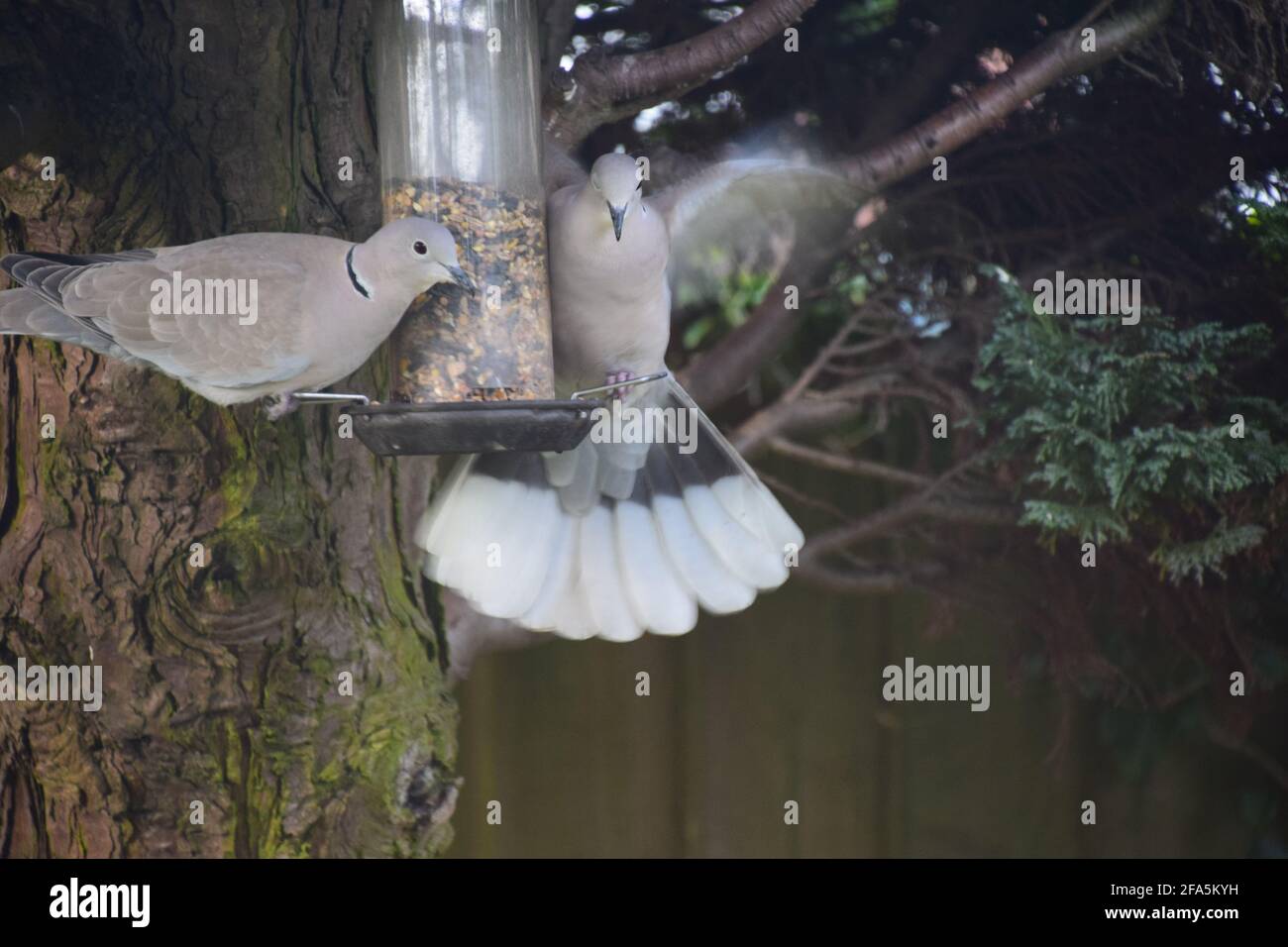 Eurasian Collard Doves tucking into bird seed perched on hanging seed feeder in an English garden. Stock Photo