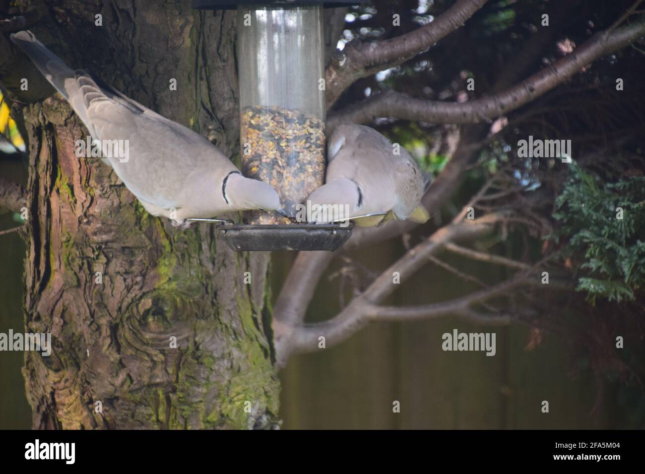 Eurasian Collard Doves tucking into bird seed perched on hanging seed