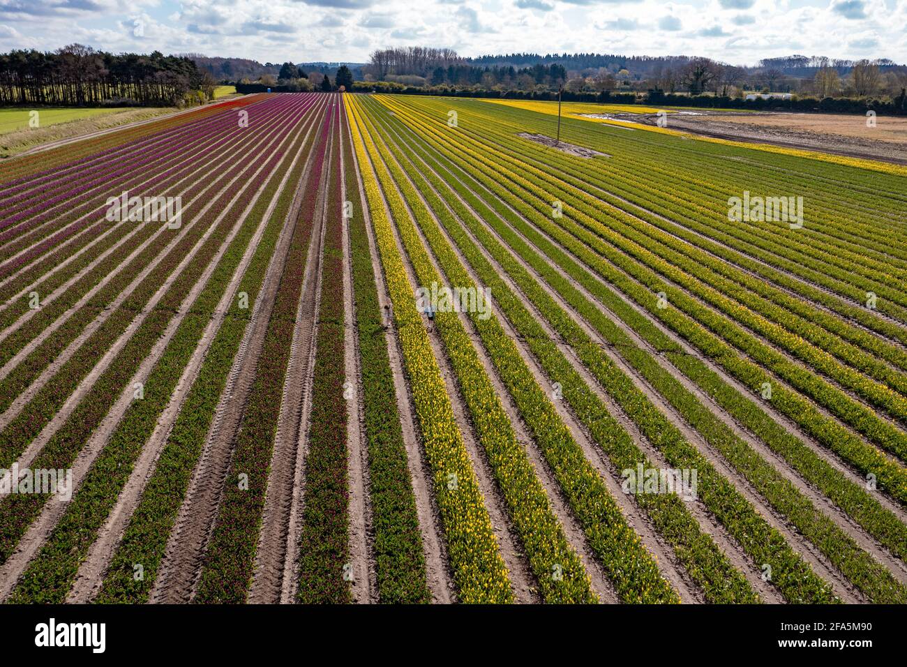 Picture shows five year old twins Isaac and Florence Atkin picking tulips in BritainÕs last remaining tulip bulb field near KingÕs Lynn in Norfolk on Friday (April 16).  Little five-year-old twins Isaac and Florence Atkin were pictured tiptoeing through the tulips  as the colourful flowers start to bloom.  The stunning photos look as though they have been taken in the Netherlands but in fact they show BritainÕs last remaining bulbfields bursting into colour.  The pictures, show an incredible kaleidoscope of colourful blooms, which look like they belong in the heart of Holland but the field is Stock Photo