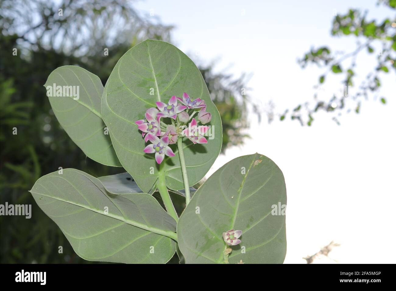 Calotropis flower hi-res stock photography and images - Page 5 - Alamy