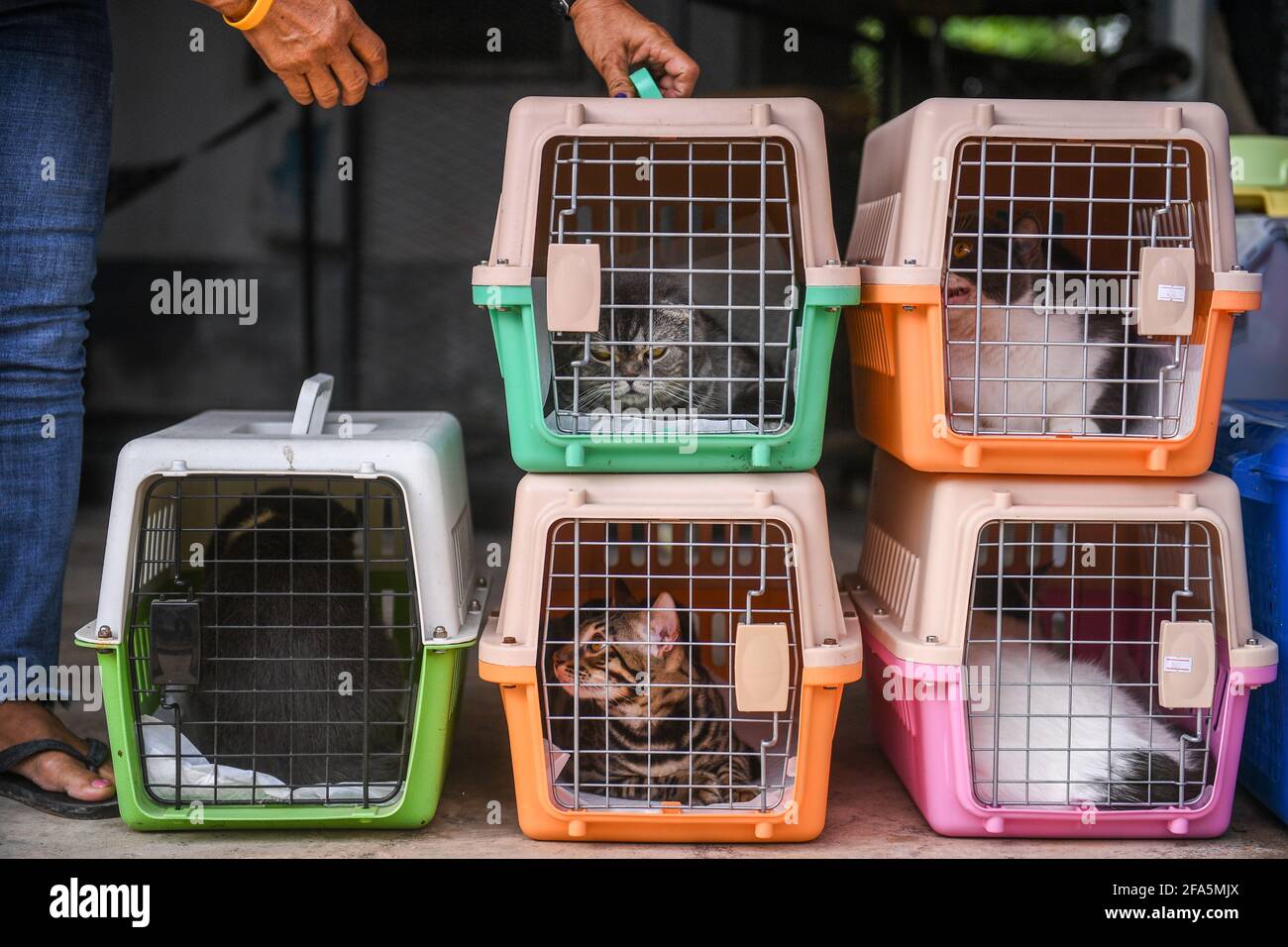 Pedigree cats which were confiscated as live assets in a drug bust case sit inside their cages before an auction at an animal shelter in Rayong province, Thailand, April 23, 2021. REUTERS/Chalinee Thirasupa Stock Photo