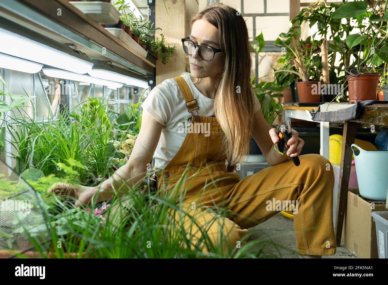 Girl florist work in greenhouse with plants for home garden, flower shop. Woman gardener in orangery Stock Photo