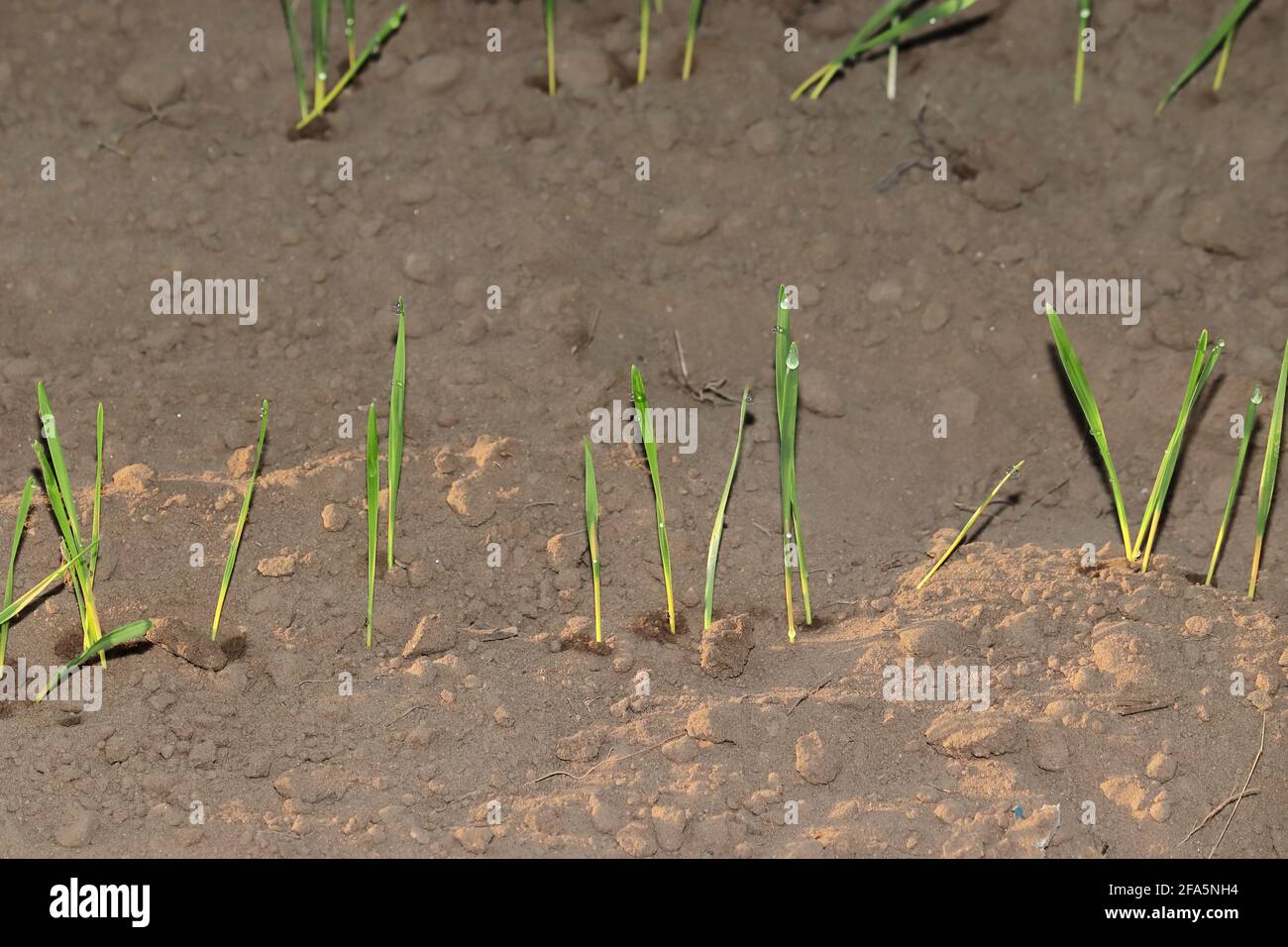 Small grain green plants sprouted after sowing the seeds in the field and Dew fell in the night with a drop of water Stock Photo