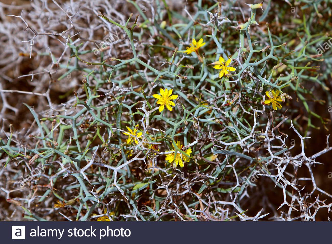 Semi Desert Plant High Resolution Stock Photography and Images Alamy
