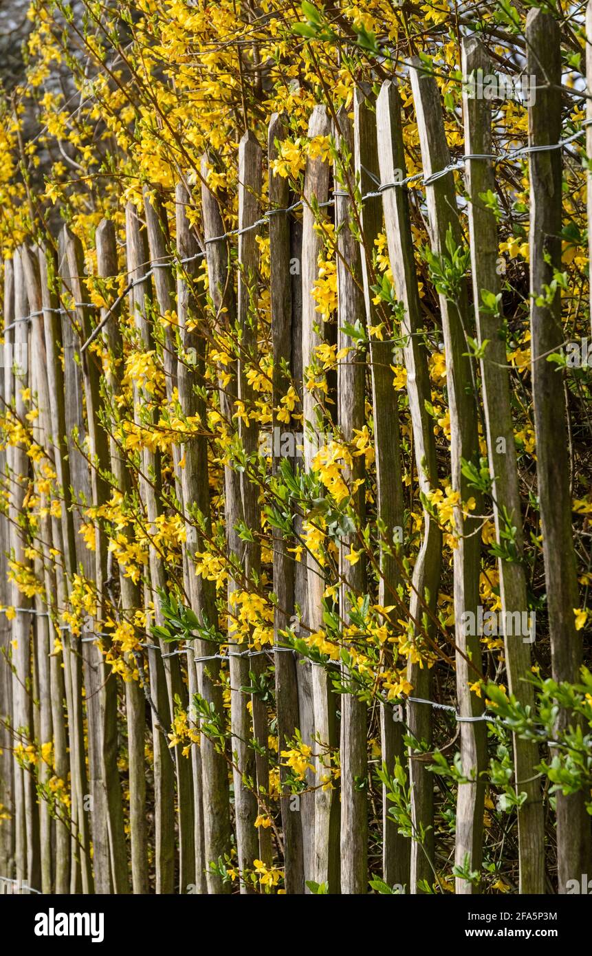 Wooden fence made of thin poles with metal wires around a garden with yellow Forsythia intermedia, or border forsythia in bloom during spring Stock Photo