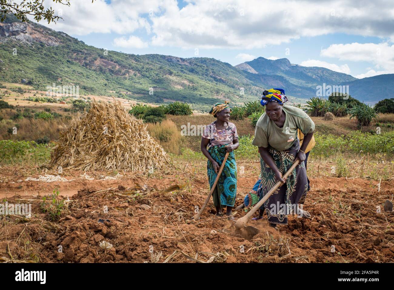 Women farmers tilling the soil in a field near Mzimba, Malawi Stock Photo
