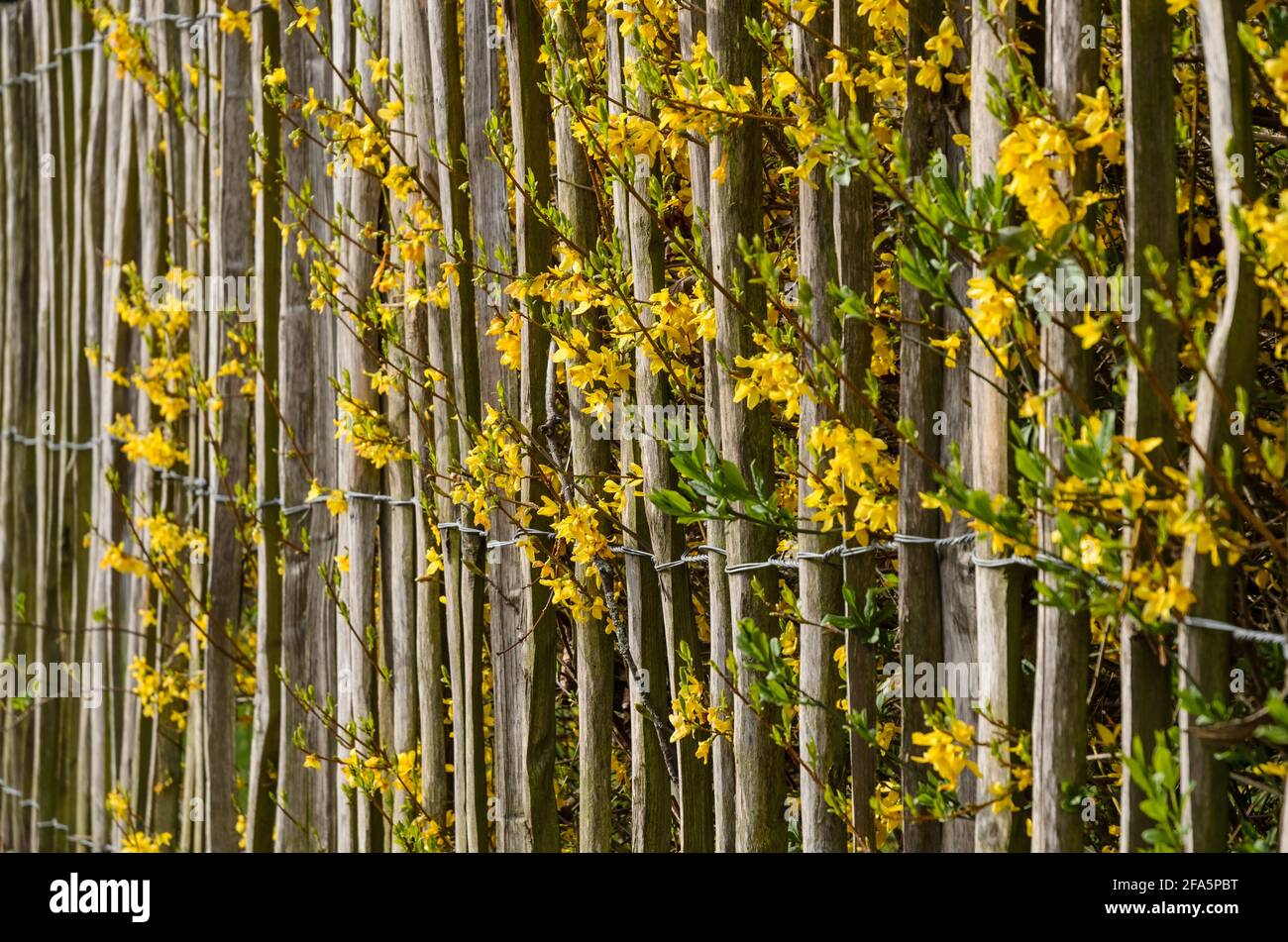 Wooden fence made of thin poles with metal wires around a garden with yellow Forsythia intermedia, or border forsythia in bloom during spring Stock Photo