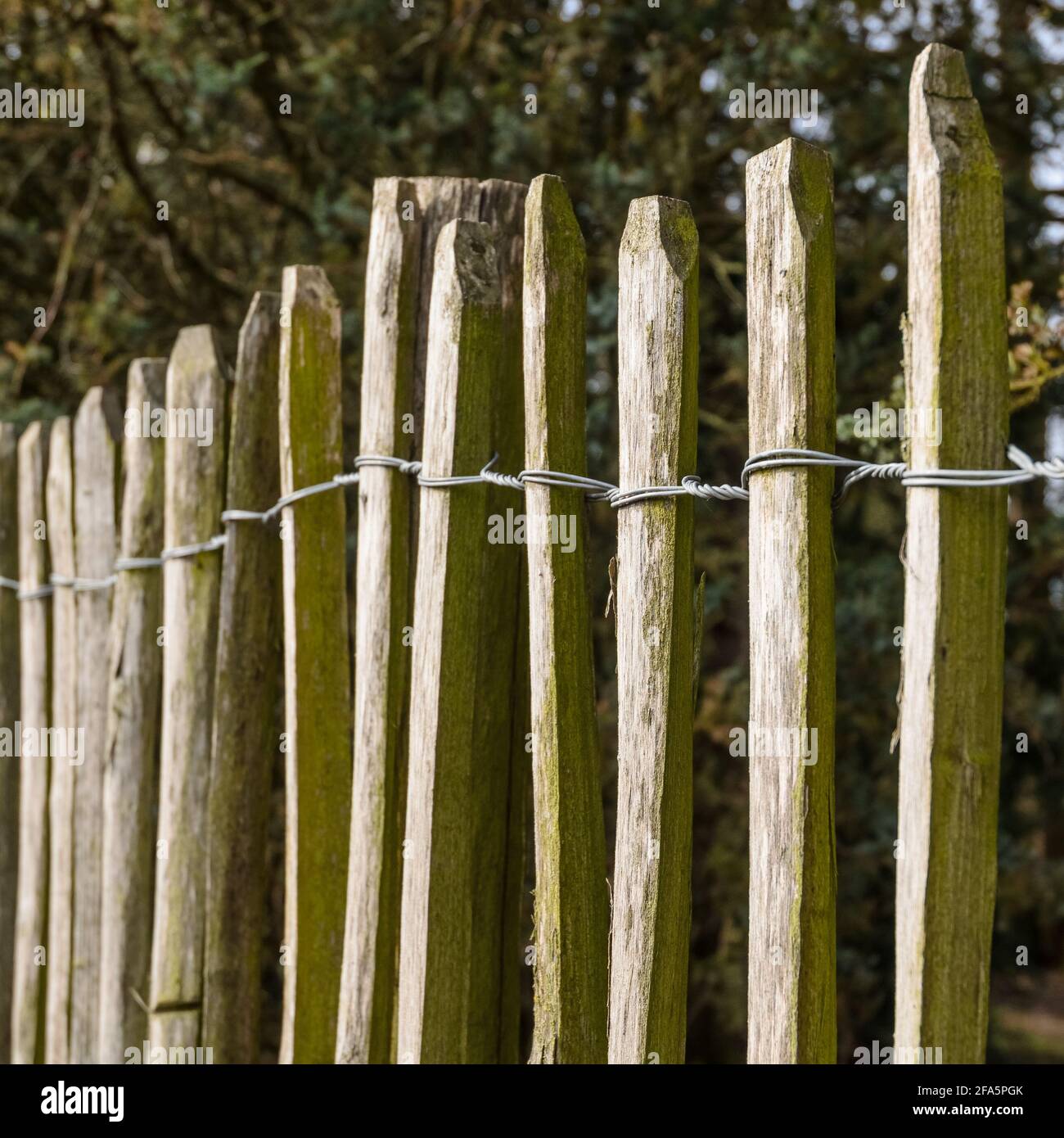 Wooden fence made of thin poles with metal wires around a garden during springtime in Germany, Europe Stock Photo