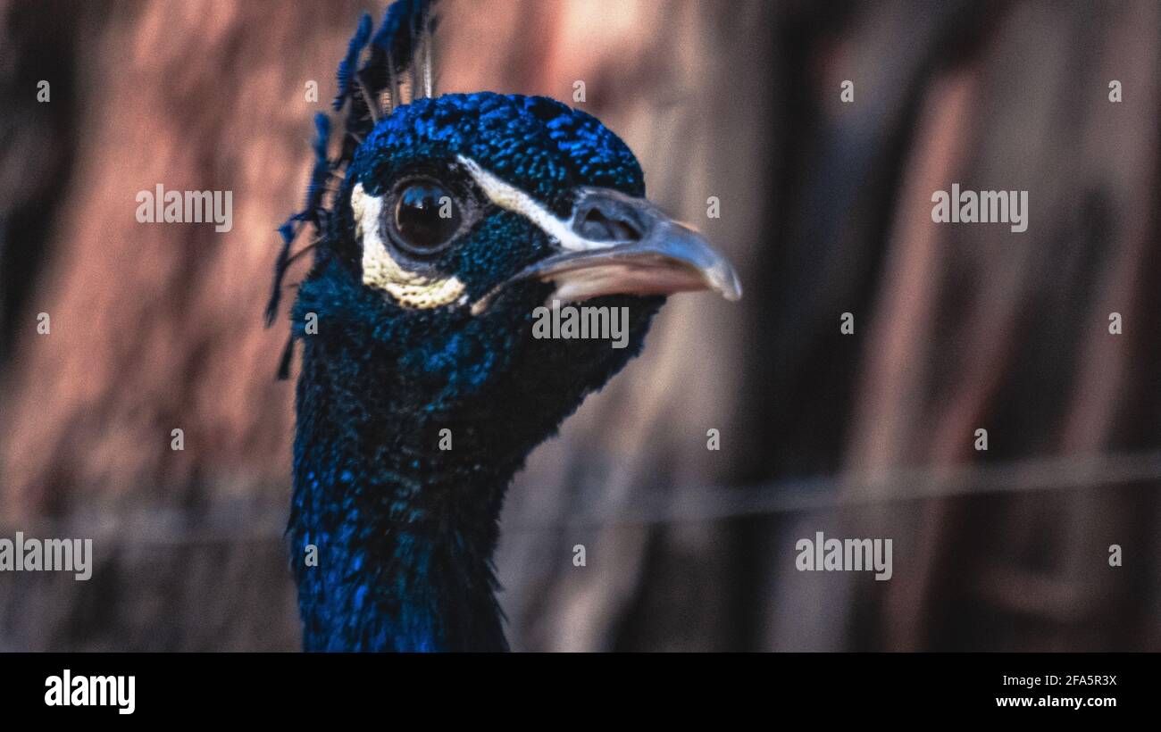 A beautiful close up photos of a peacock Stock Photo - Alamy