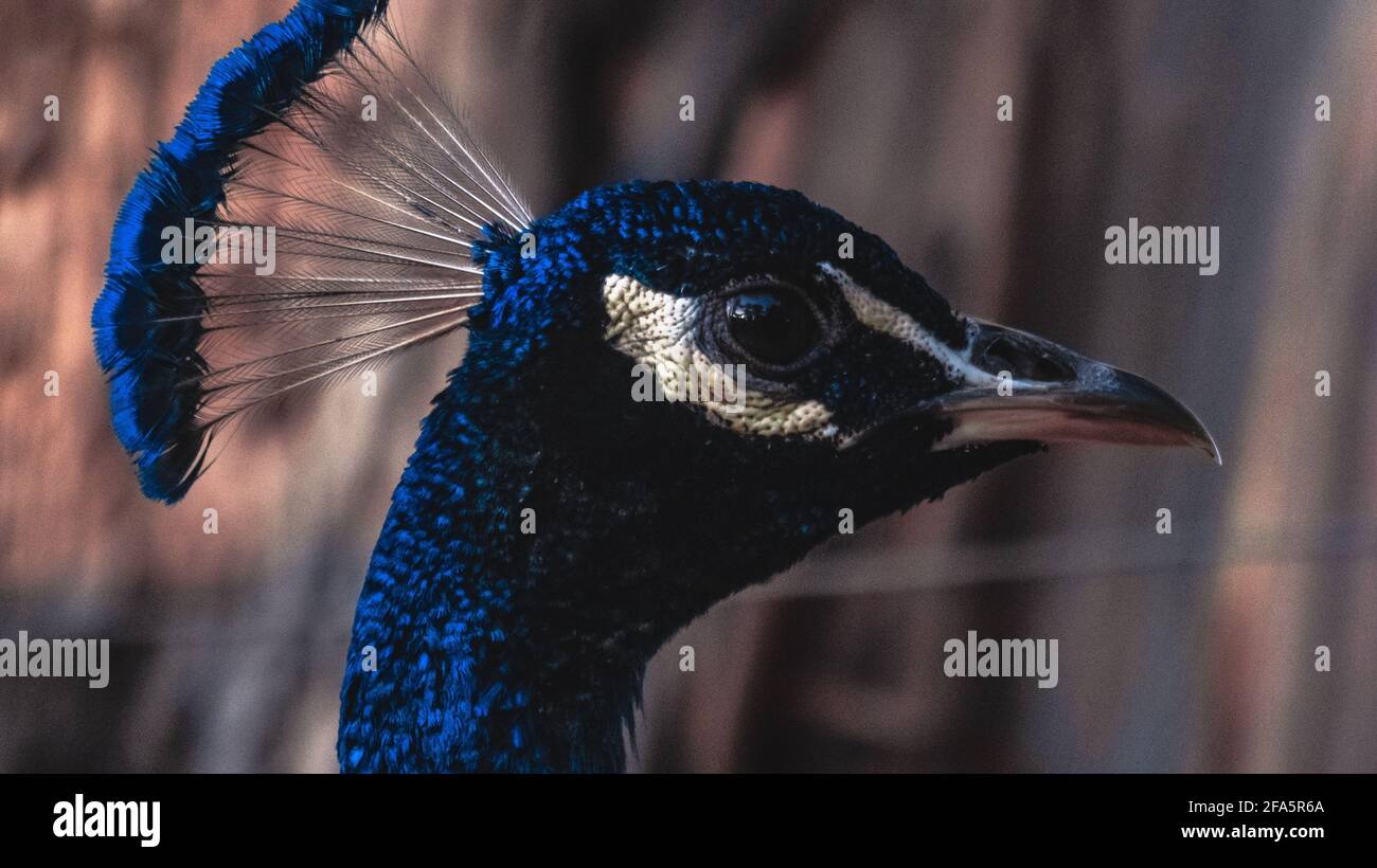 A beautiful close up photos of a peacock Stock Photo - Alamy