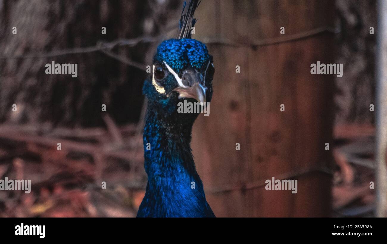 A beautiful close up photos of a peacock Stock Photo - Alamy