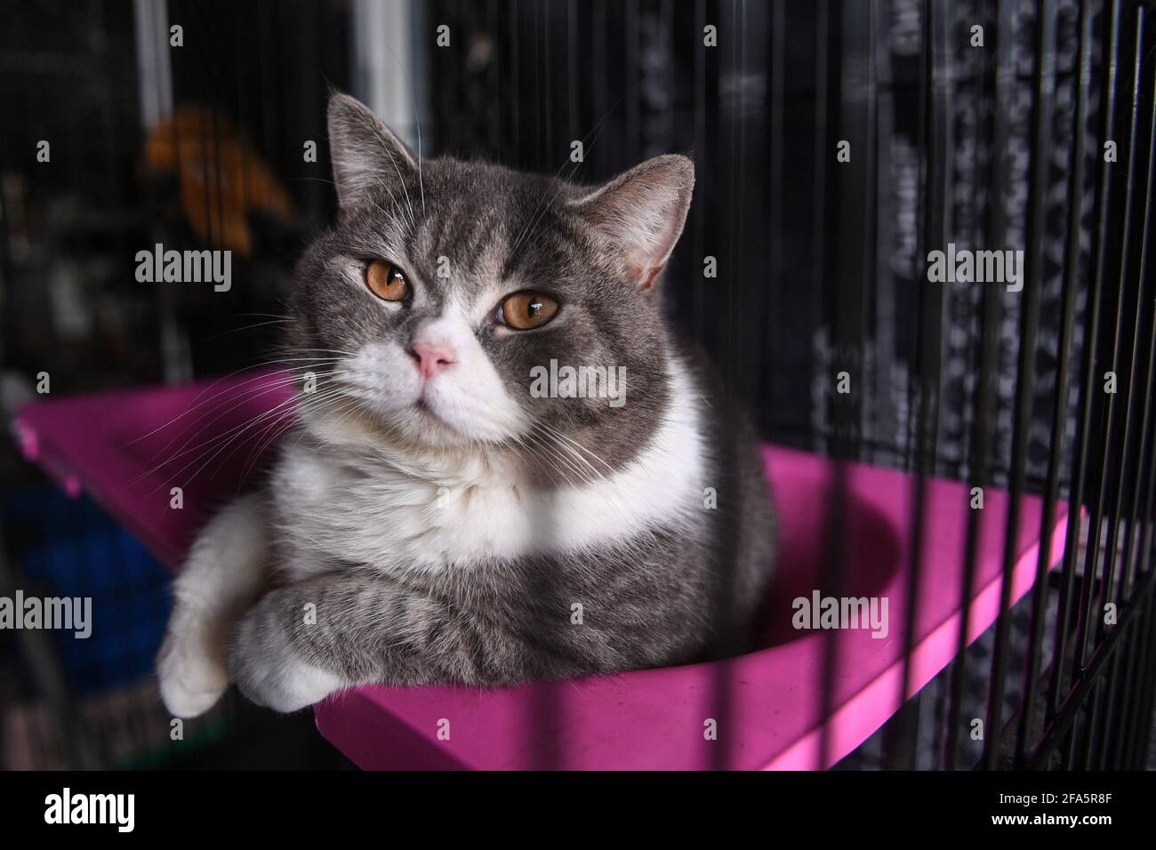 One of the pedigree cats confiscated as live assets in a drug bust case is pictured inside its cage at an auction at an animal shelter in Rayong province, Thailand, April 23, 2021. REUTERS/Chalinee Thirasupa Stock Photo