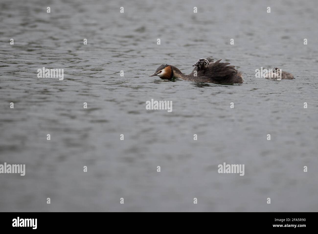 Great crested grebe, RSPB, water bird, young, English Stock Photo