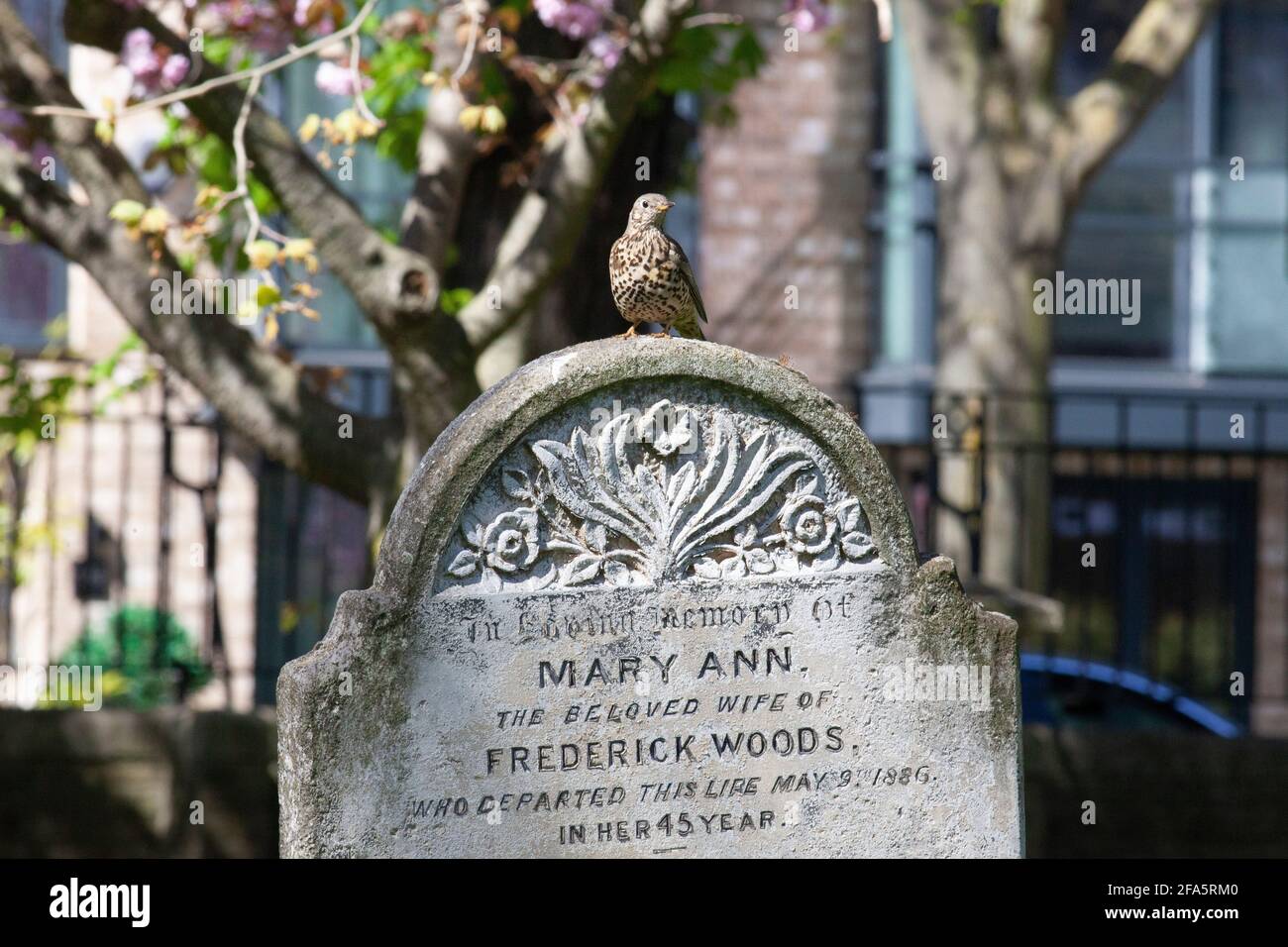 UK Weather, London, 23 April 2021: In Battersea Rise Cemetery a song thrush forages for food amongst the headstones and the spring display of bluebells. Anna Watson/Alamy Live News Stock Photo