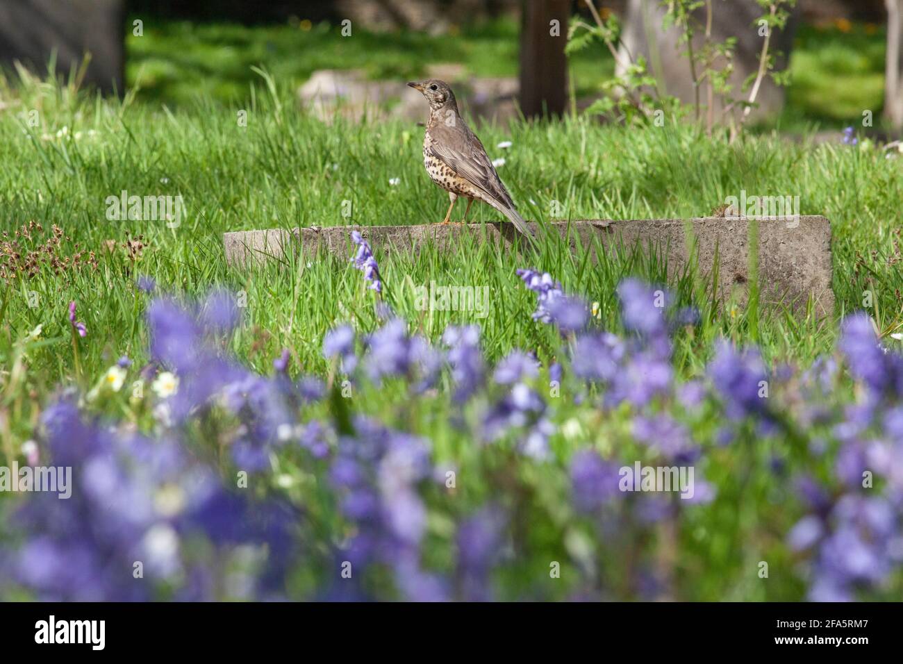 UK Weather, London, 23 April 2021: In Battersea Rise Cemetery a song thrush forages for food amongst the headstones and the spring display of bluebells. Anna Watson/Alamy Live News Stock Photo