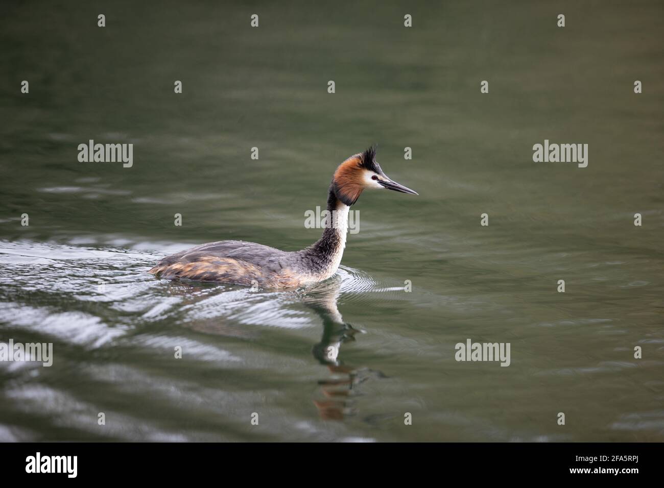 Great crested grebe, RSPB, water bird, young, English Stock Photo