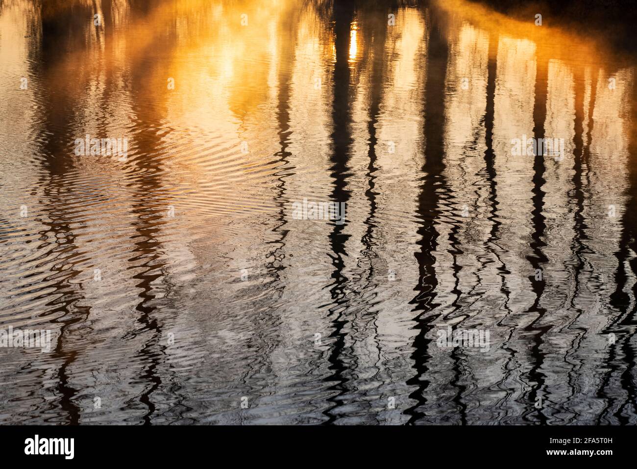 Misty sunrise ripples with trees reflecting in the river thames. Buscot, Cotswolds, Oxfordshire, England Stock Photo