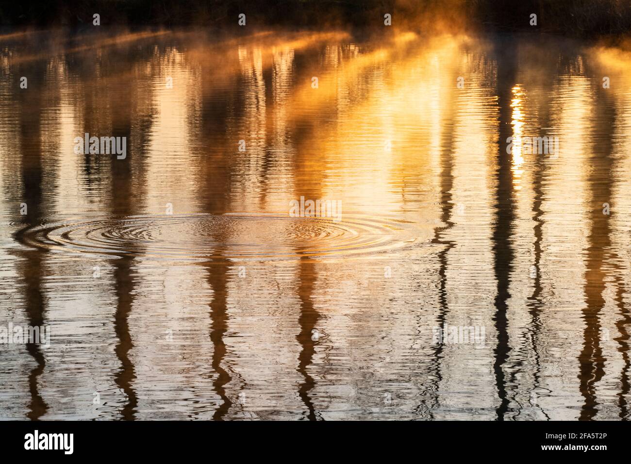 Misty sunrise ripples with trees reflecting in the river thames. Buscot, Cotswolds, Oxfordshire, England Stock Photo