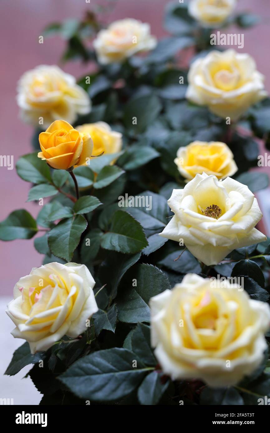 Beautiful roses background floral hi-res stock photography and images ...