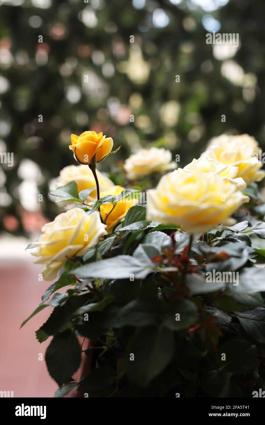 Beautiful yellow roses blurred hi-res stock photography and images - Alamy