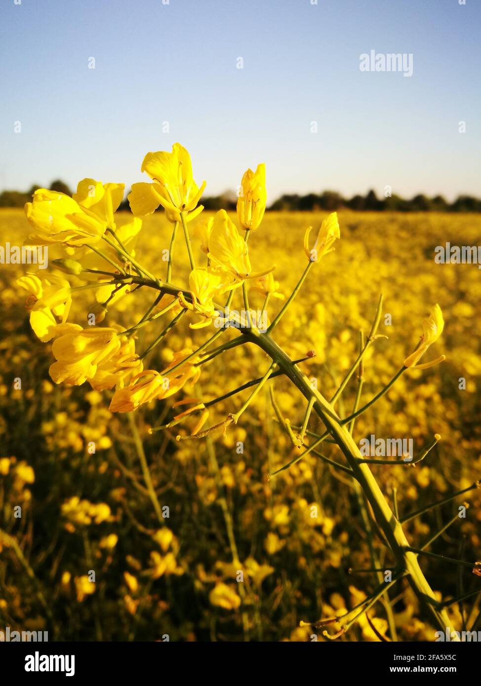 Yellow Rapeflowers During Comfortably Warm Day Taken In Bovenden Germany Stock Photo Alamy