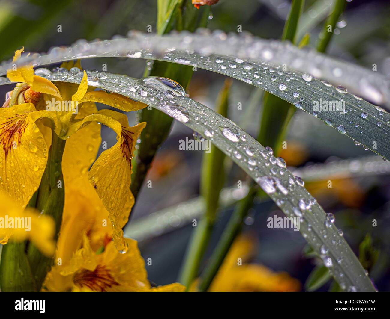 Water drops on leaves in Shakespeare Garden in Central Park, New York City Stock Photo
