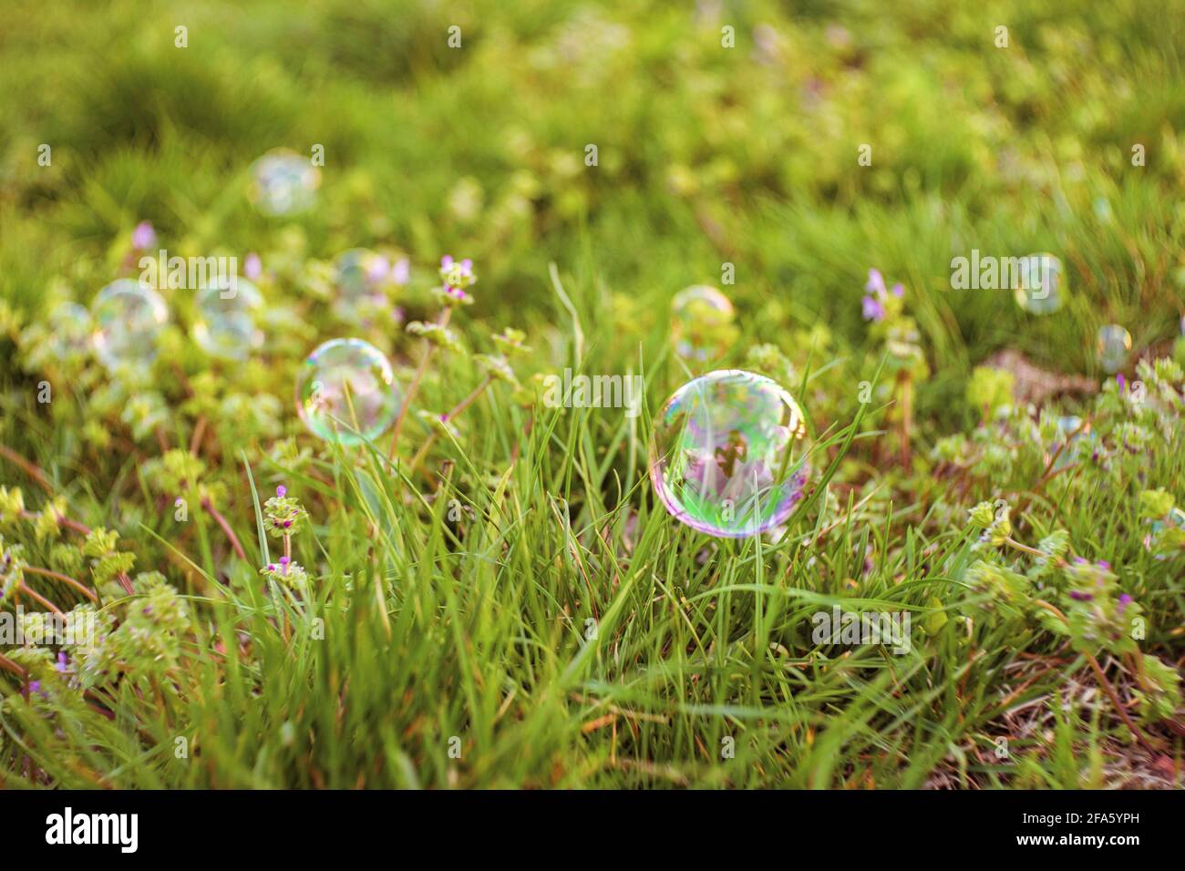 Soap bubbles on green grass in spring garden. Stock Photo