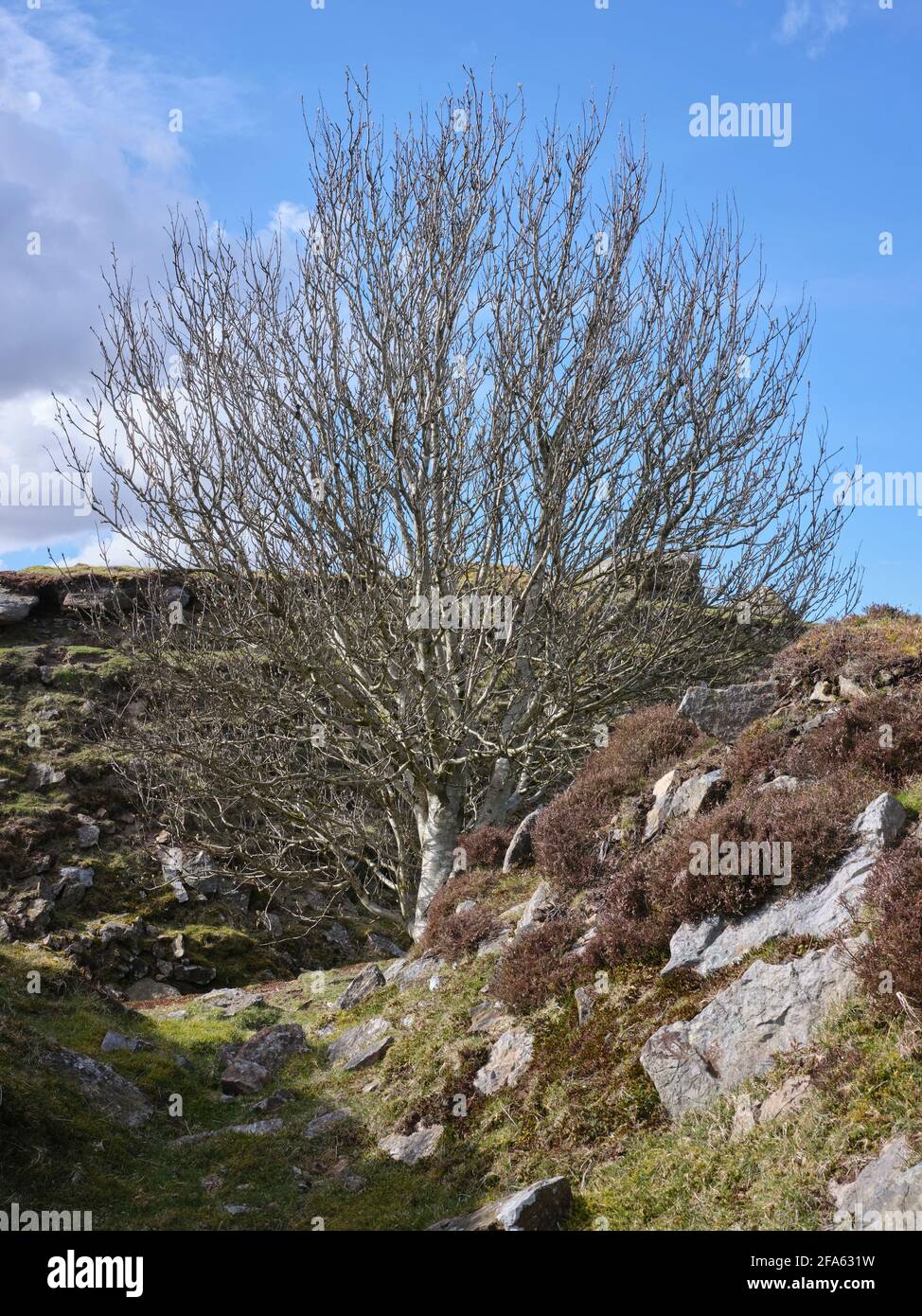 A Rowan tree grows at an unusual angle from a rocky outcrop in an abandoned old stone quarry Stock Photo