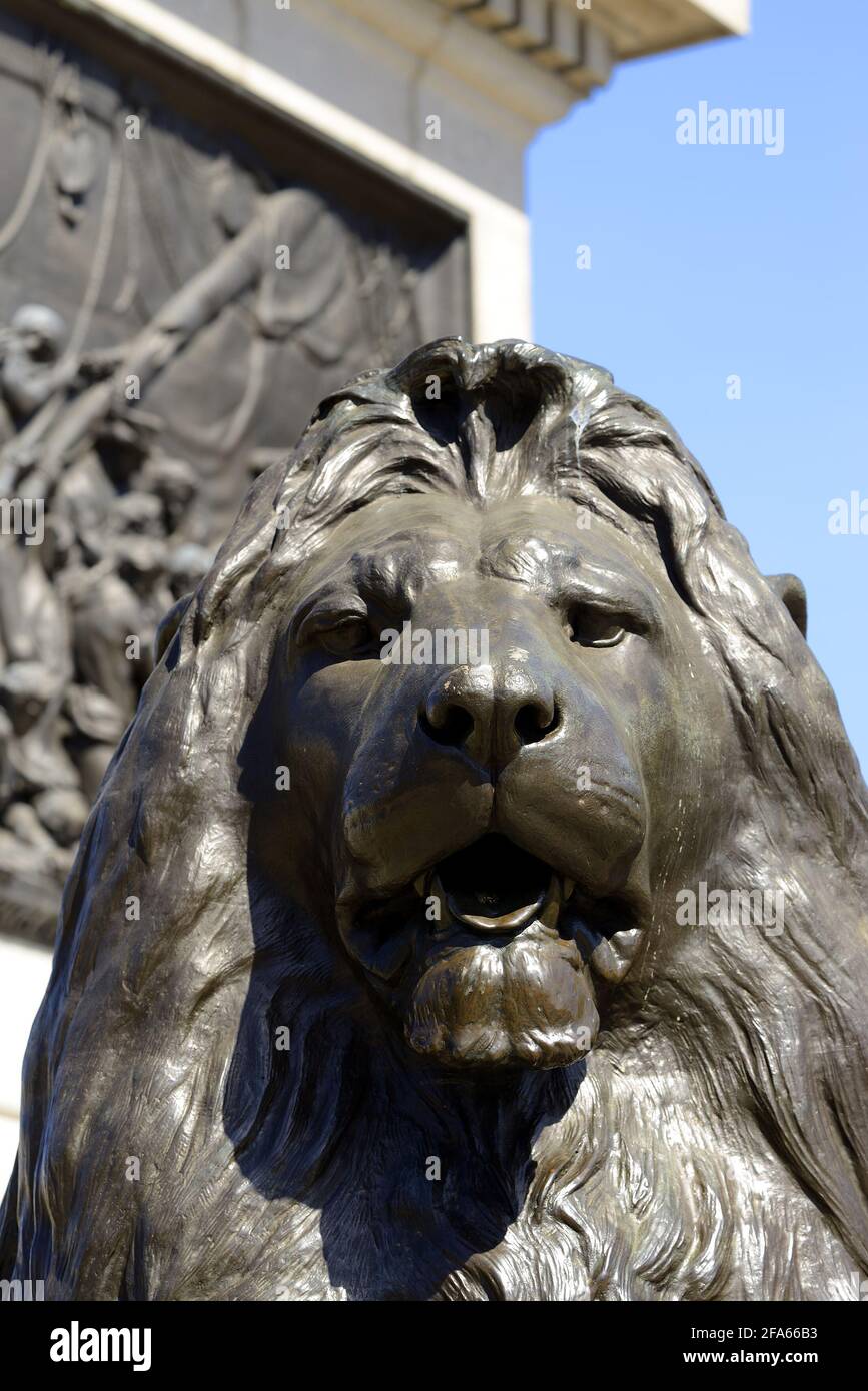 London, England, UK. Trafalgar Square: one of the four 'Landseer Lions' (Edwin Landseer: 1867) around the base of Nelson's Column Stock Photo