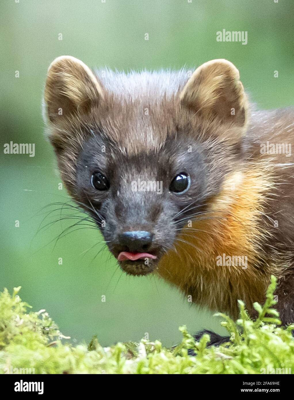 Pine Marten Hi Res Stock Photography And Images Alamy