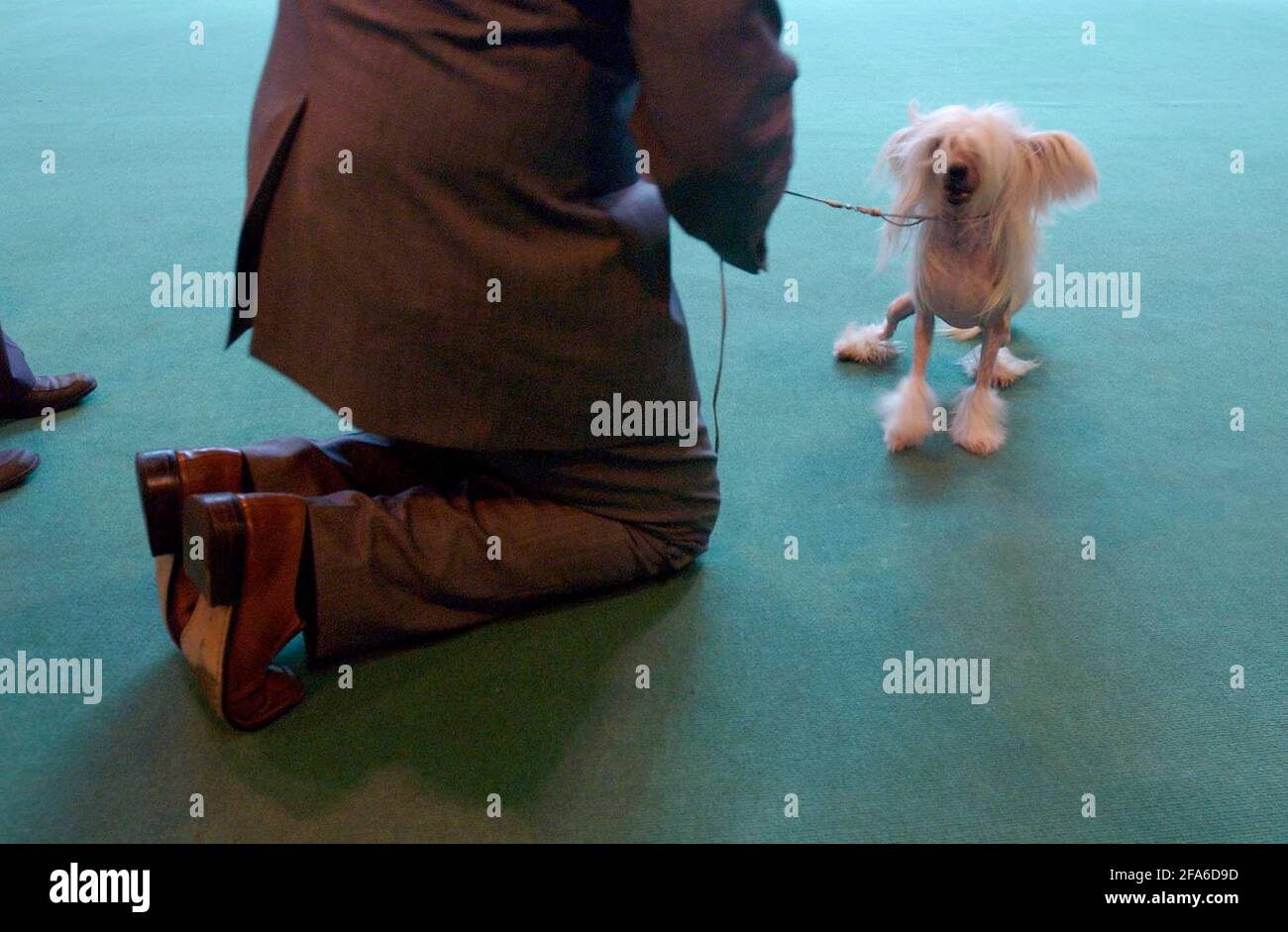 A CHINESE CRESTED ON DAY 2 OF CRUFTS DOG SHOW AT THE NEC IN BIRMINGHAM.11 March 2005 PILSTON Stock Photo