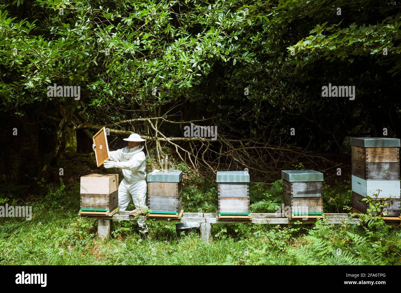 Ferrolterra, A Coruna Province, Galicia, Spain : A beekeeper works on his hives. Stock Photo