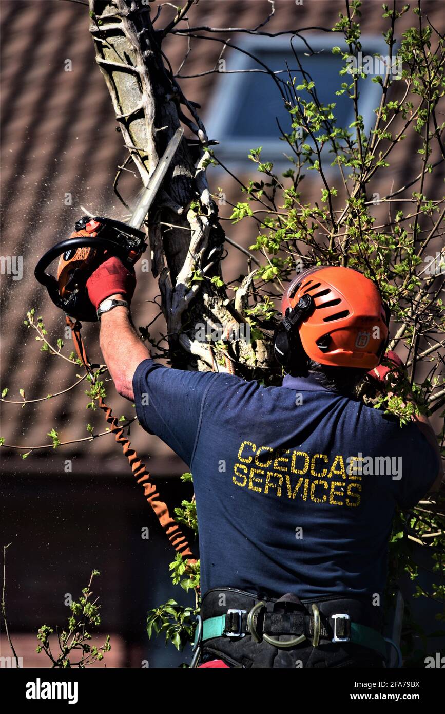 NTPC qualified tree surgeon from CoedCae Services cuts down  a tree branch on Coychurch Road, Bridgend (public highway) There are pics with no logo Stock Photo