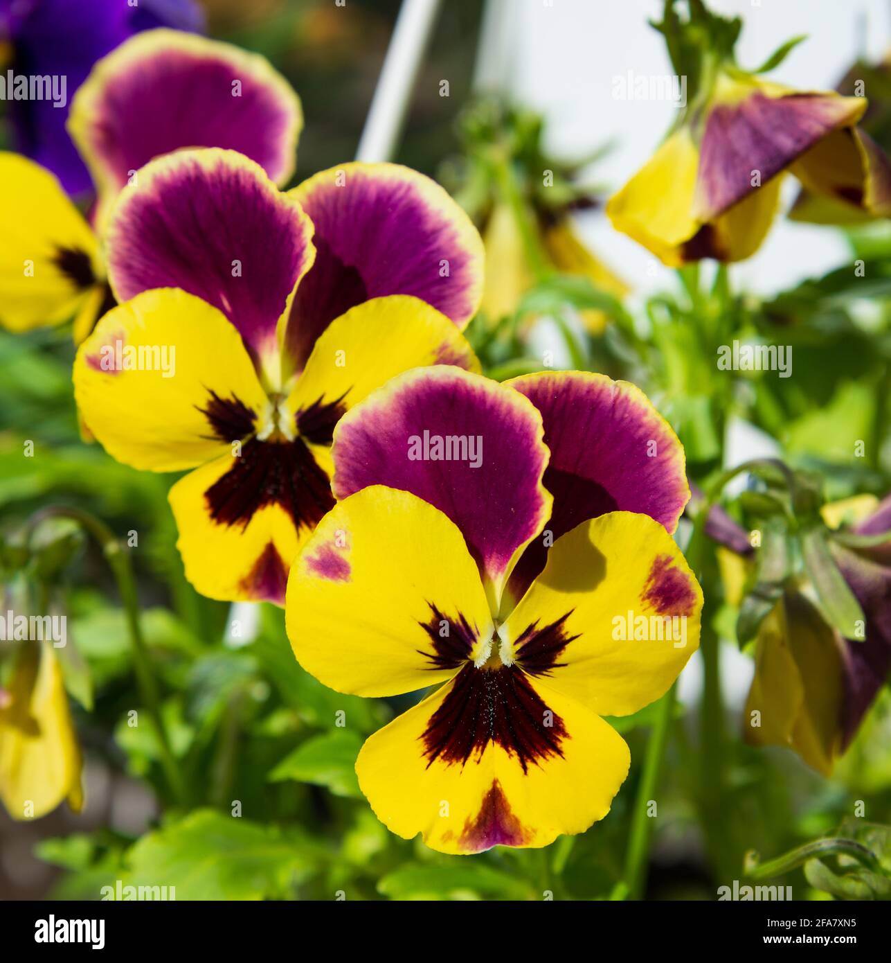 Viola plant in the flower pot, home garden, close up Stock Photo