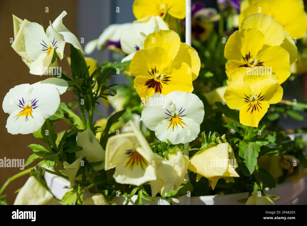 Viola plant in the flower pot, home garden, close up Stock Photo