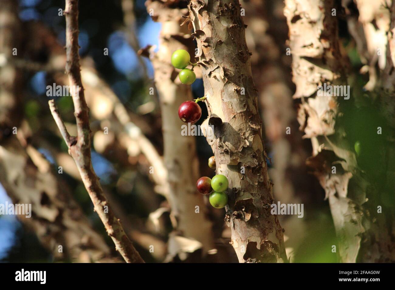Exotic fruit of the jaboticaba growing on the tree trunk Stock Photo ...