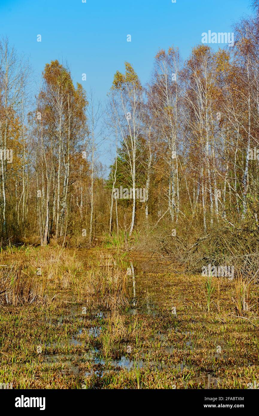 Trees with autumn foliage on marshy wetlands Stock Photo - Alamy